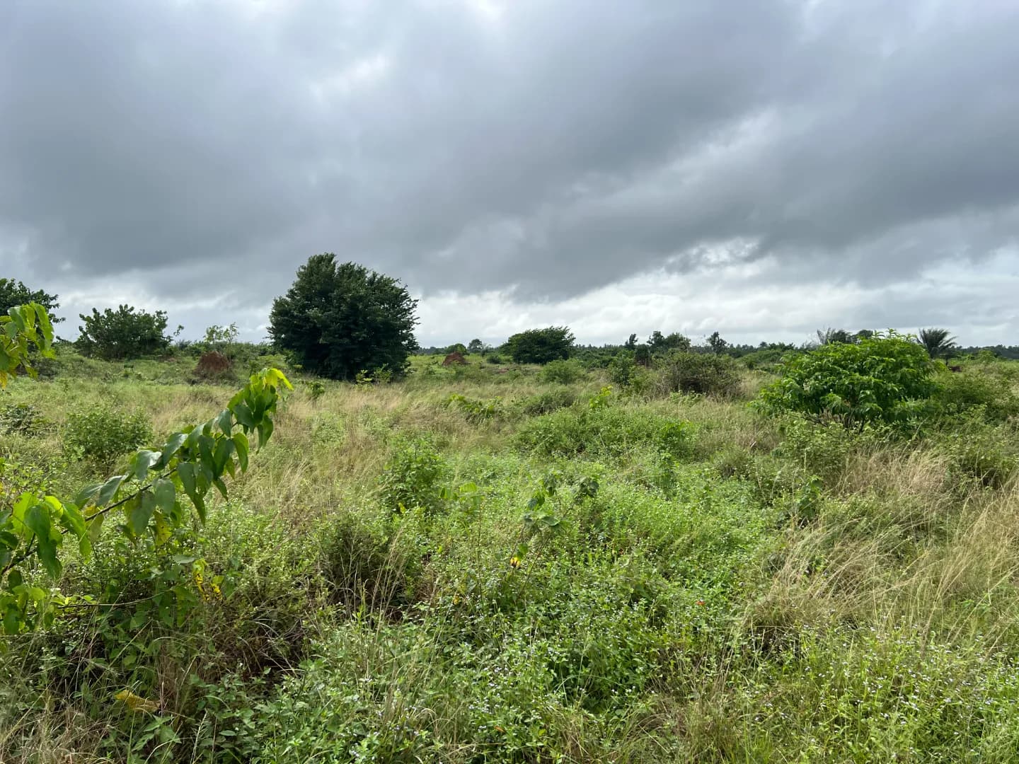 View 1 of project Lot de 569 m² à Songon, près du lac Labion located in Audoin Santé, lotissement Terre Promise Bis (îlot 52, lot 320), près du lac Labion